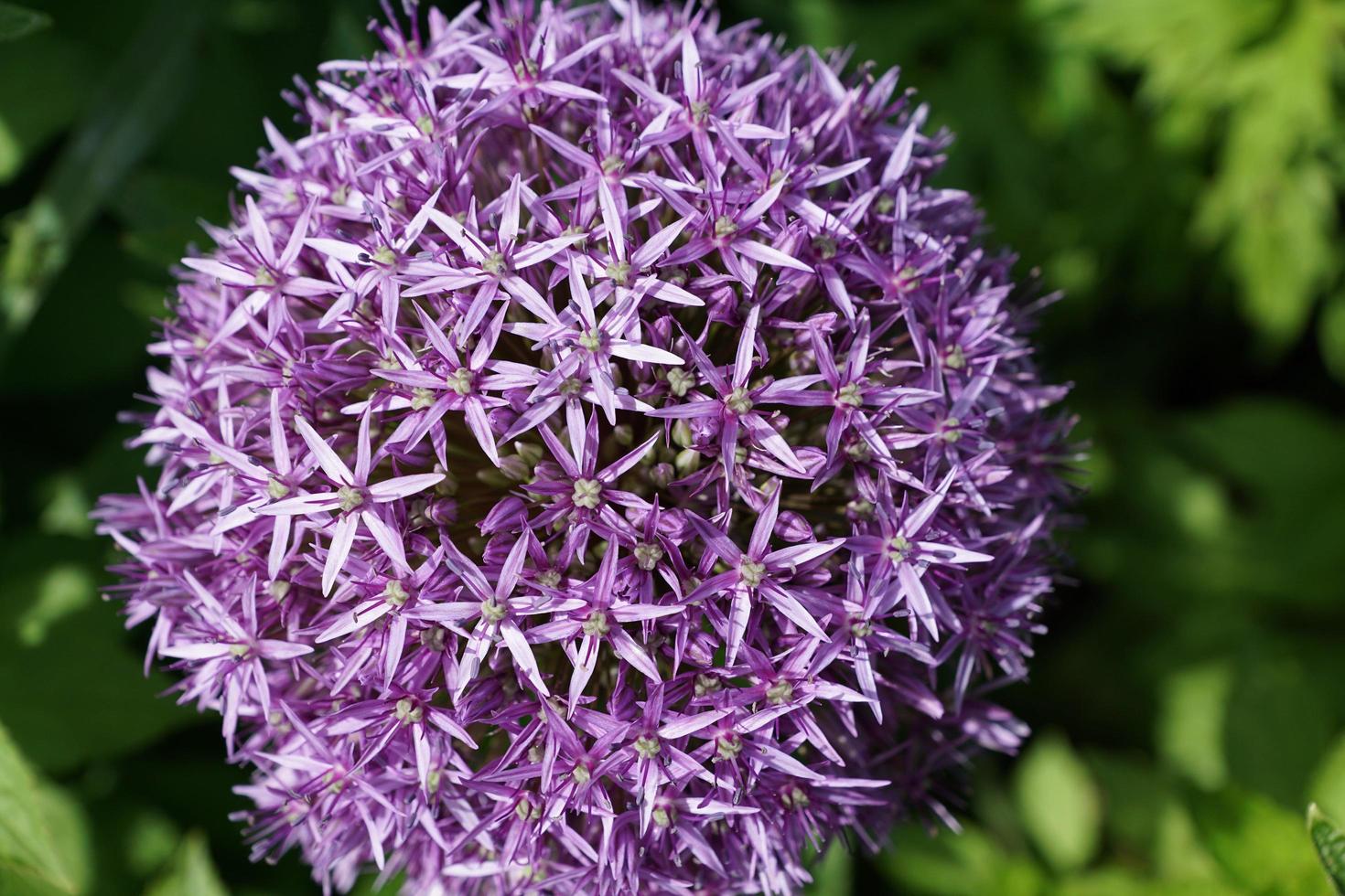 porro viola nel parco foto