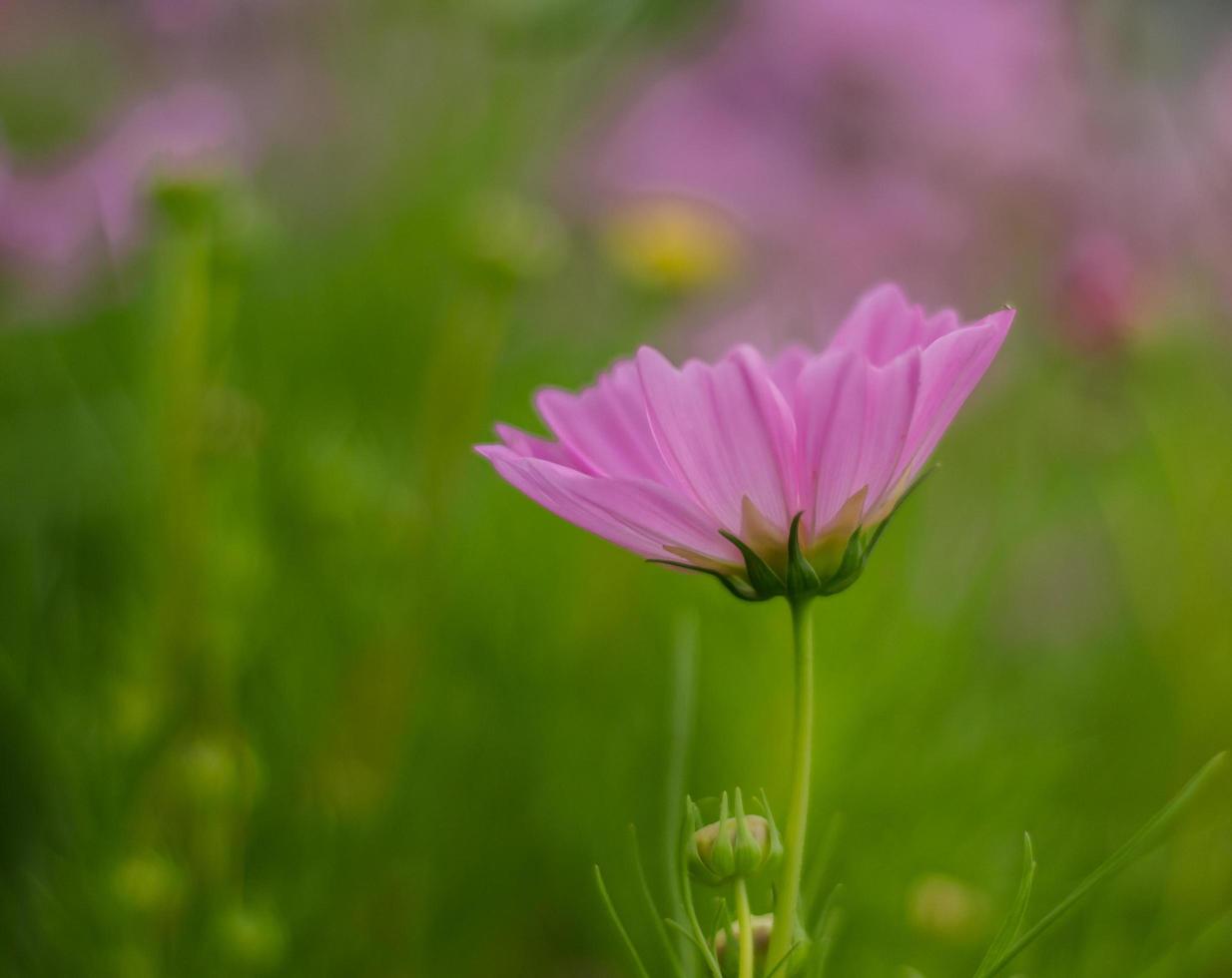 fiore rosa cosmo foto