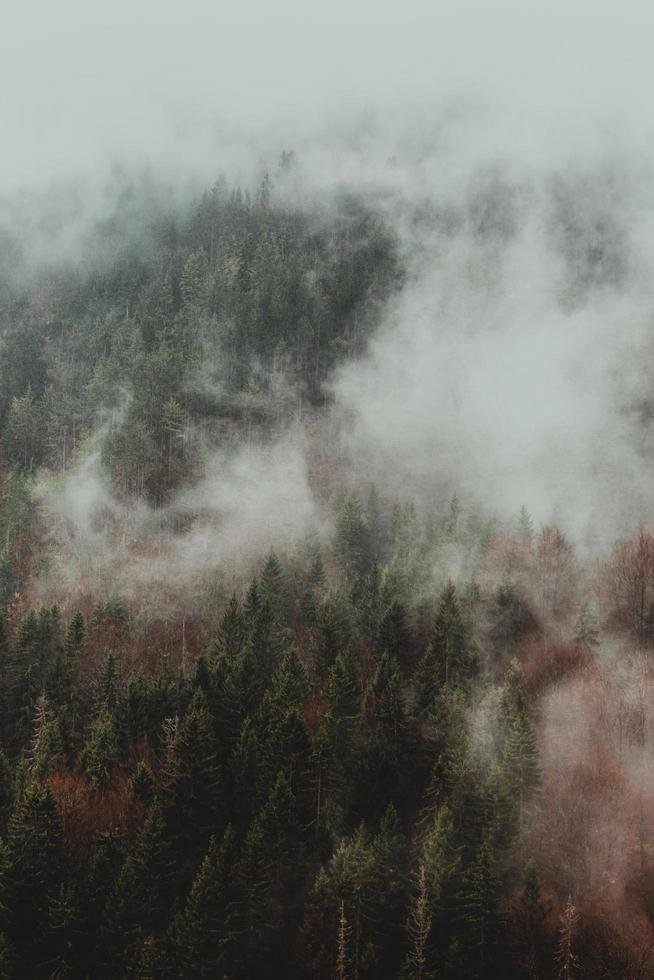 alberi verdi coperti di nebbia foto