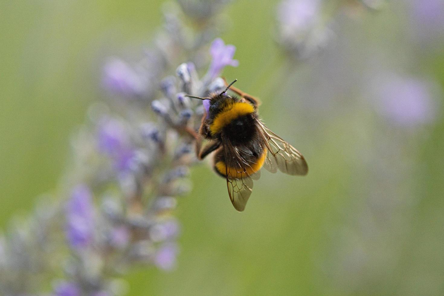 un'ape che impollina la lavanda foto