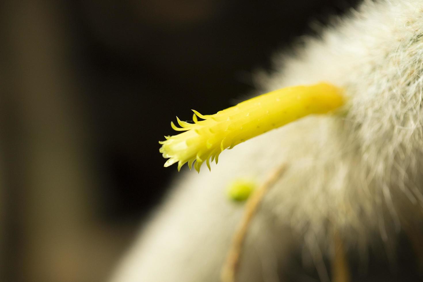 fiore di cactus giallo foto