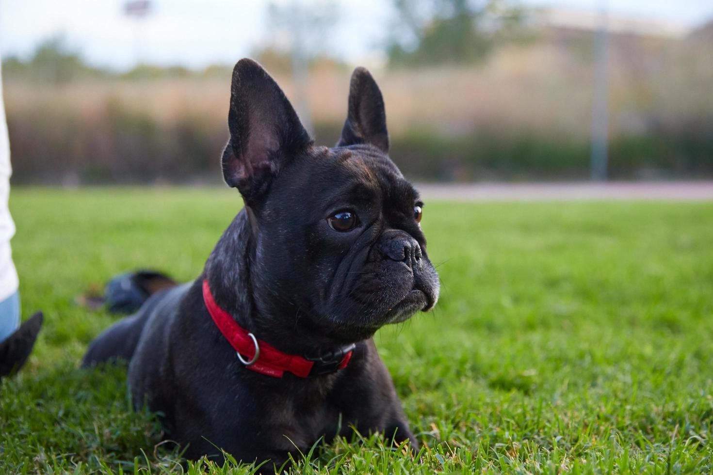 bulldog francese sull'erba foto