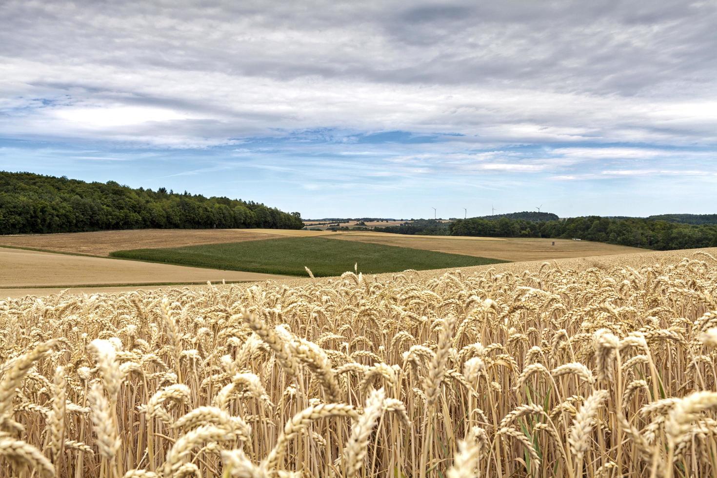 vista di un campo di grano foto