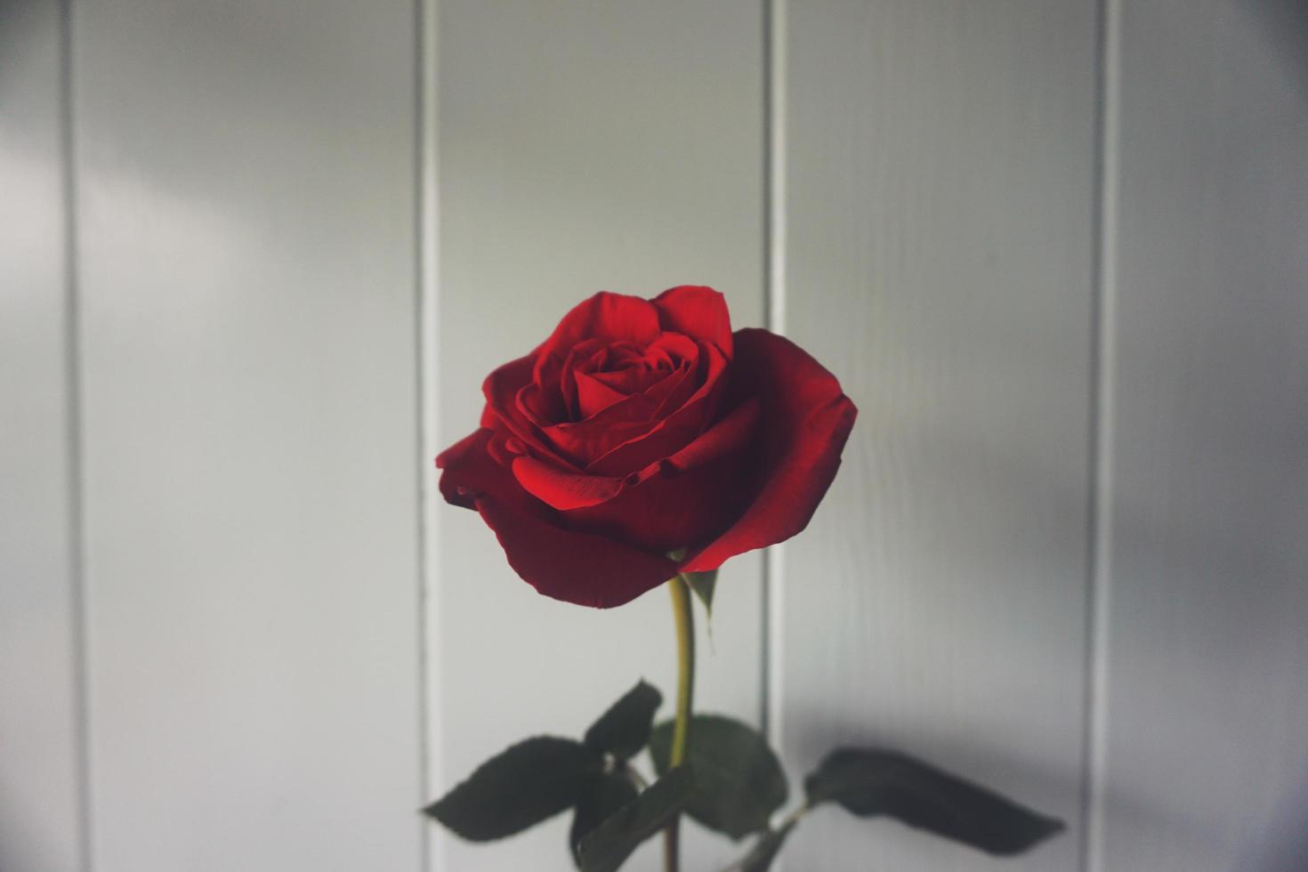 rosa rossa davanti a una parete di legno bianca foto