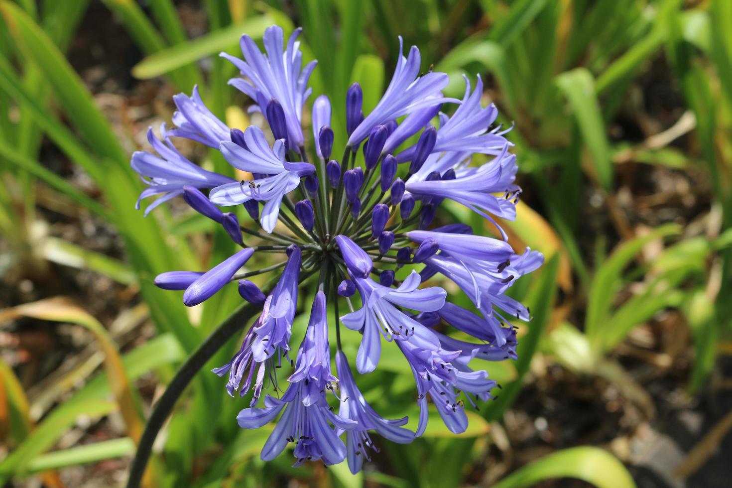 primo piano di un agapanthus foto