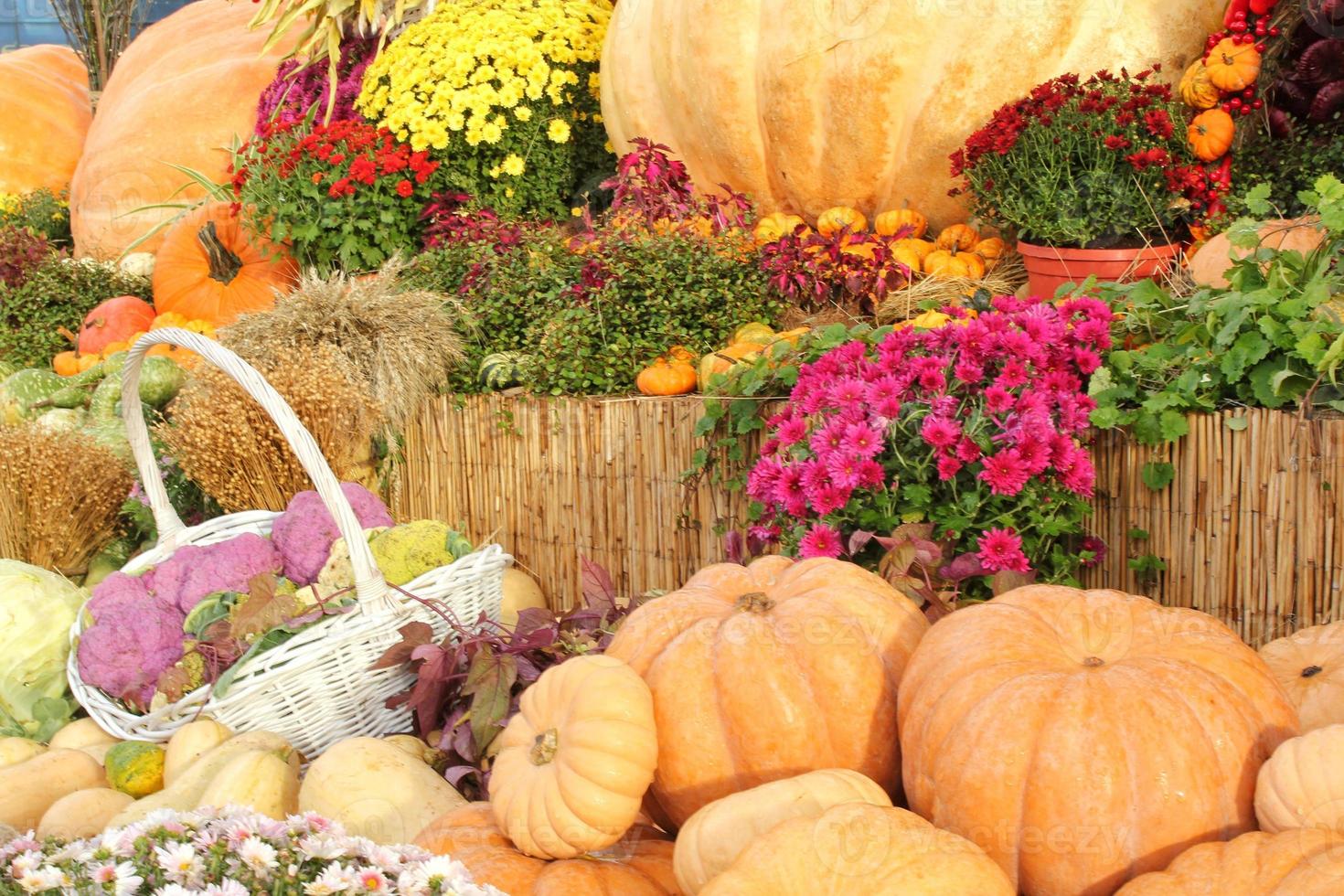 colorato biologico zucche e zucche su agricolo giusto. raccolta autunno tempo concetto. giardino autunno naturale pianta. ringraziamento Halloween arredamento. festivo azienda agricola rurale sfondo. vegetariano cibo foto