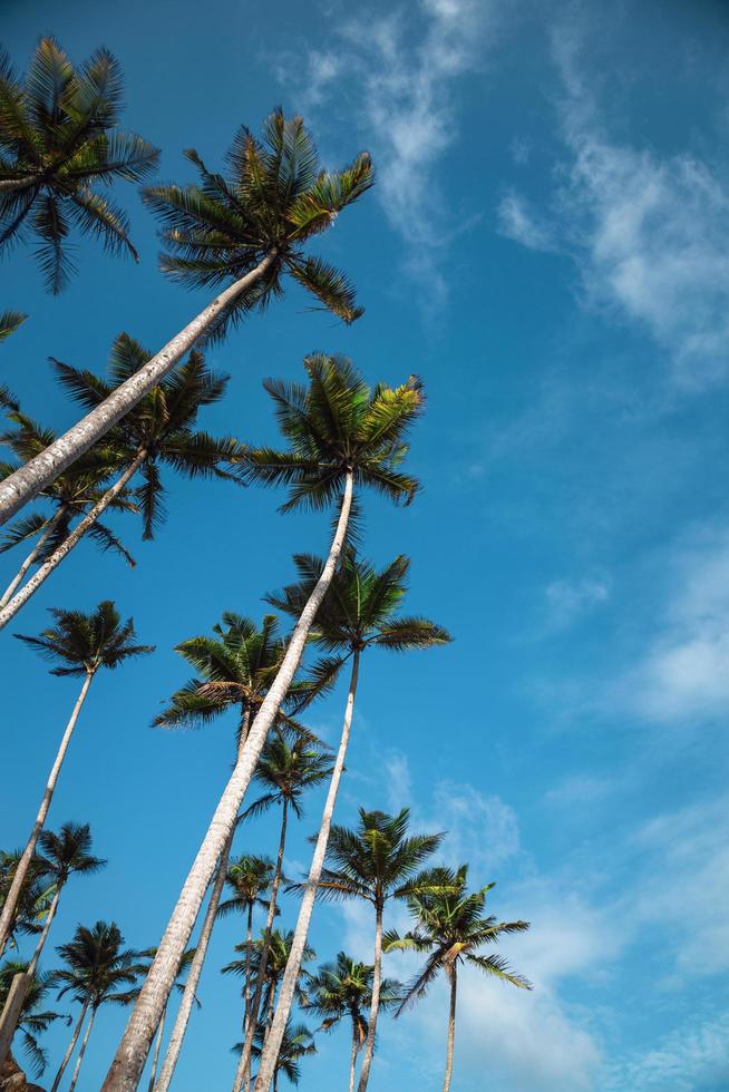 palme sotto un cielo blu foto