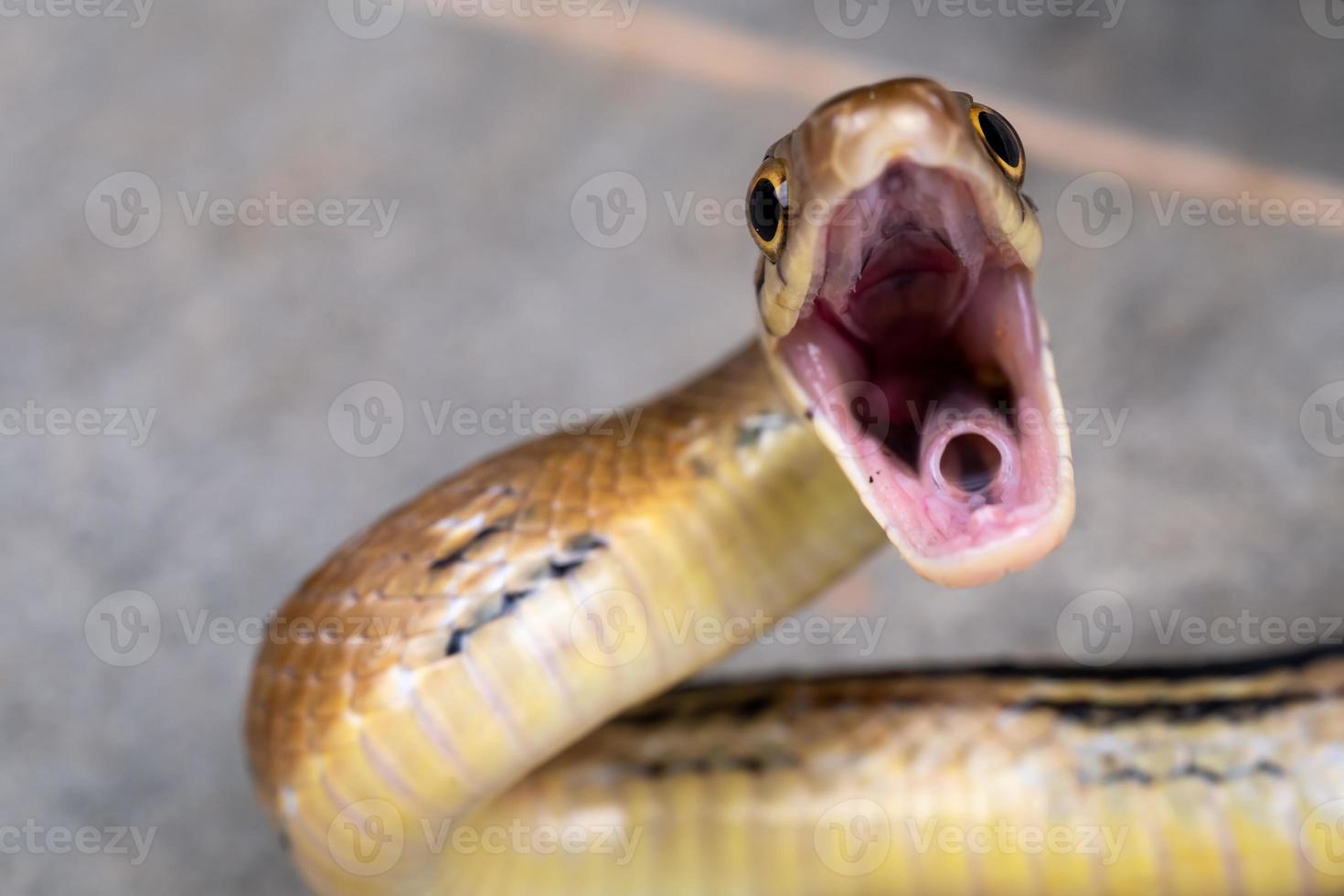 vicino su giallo serpente è Aperto bocca per pronto per combattente e se stesso difesa foto