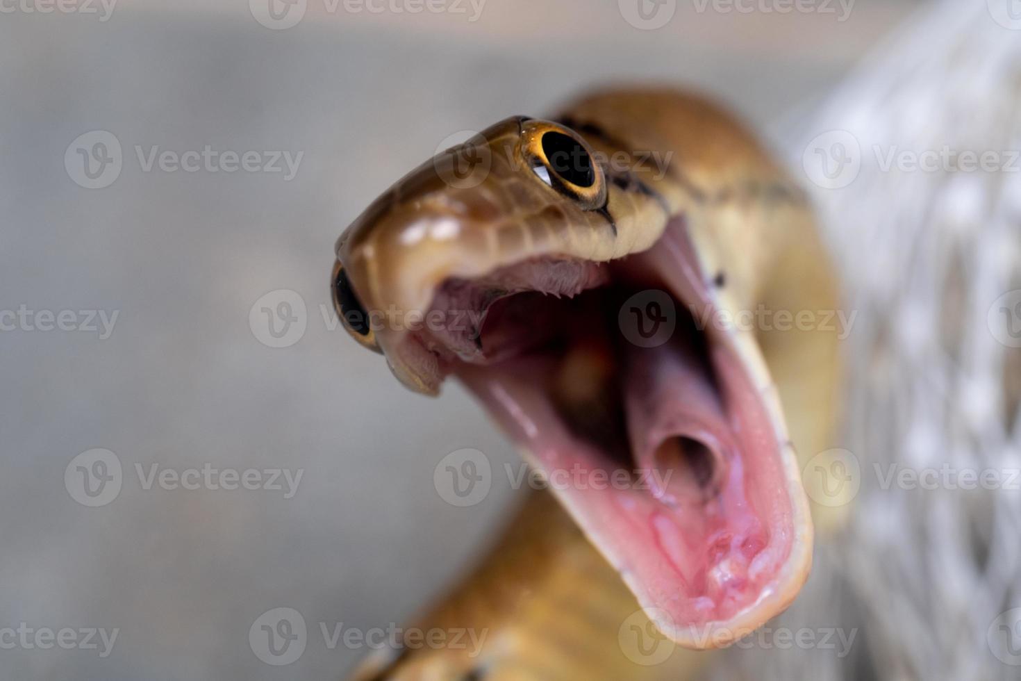vicino su giallo serpente è Aperto bocca per pronto per combattente e se stesso difesa foto