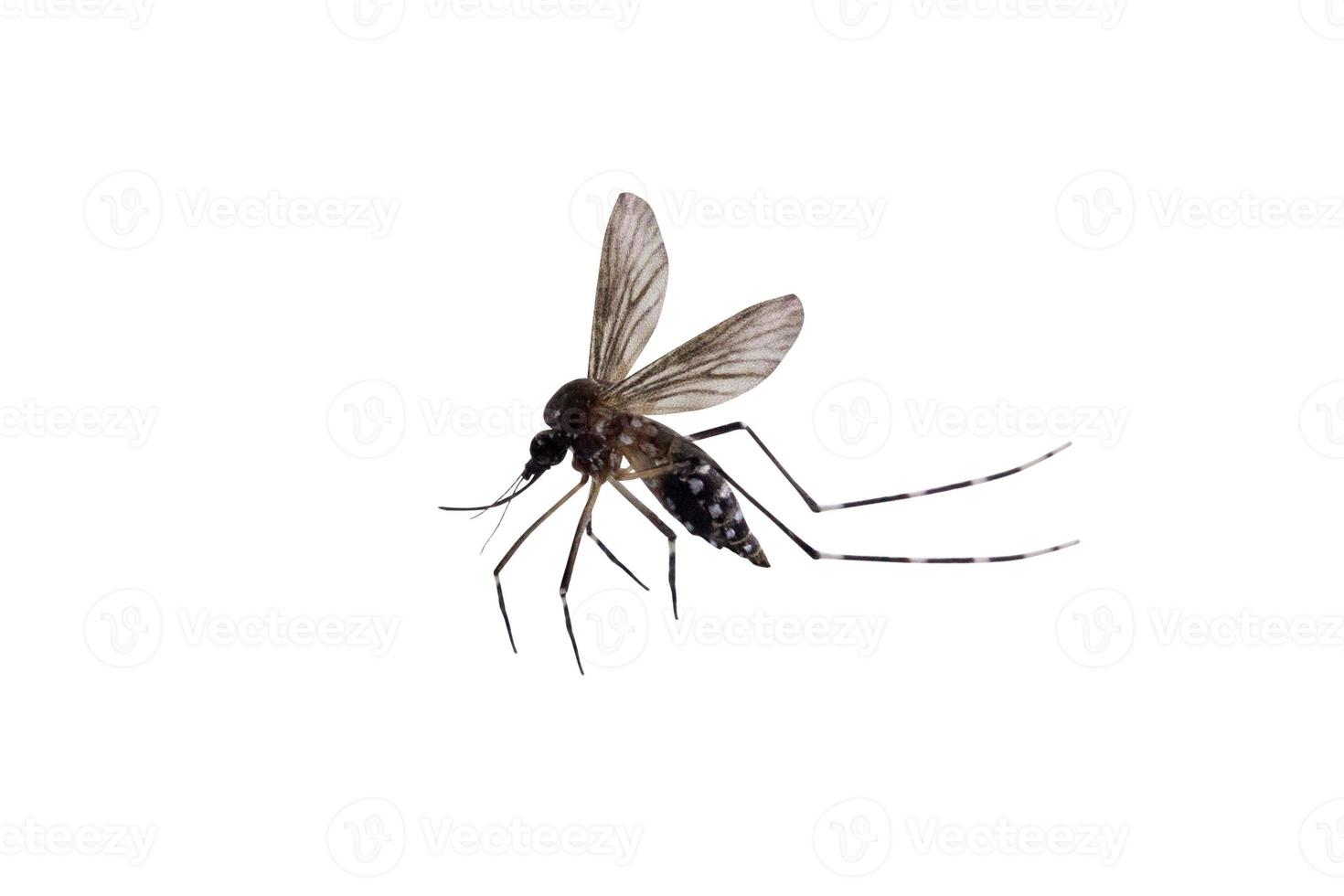zanzara isolato su sfondo bianco foto