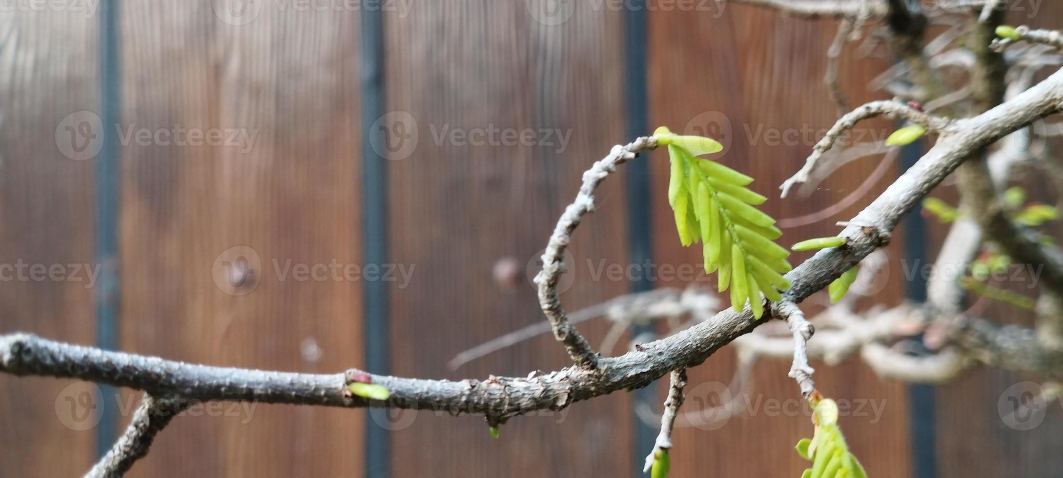 gledizia è un' genere di alberi nel il famiglia fabaceae foto