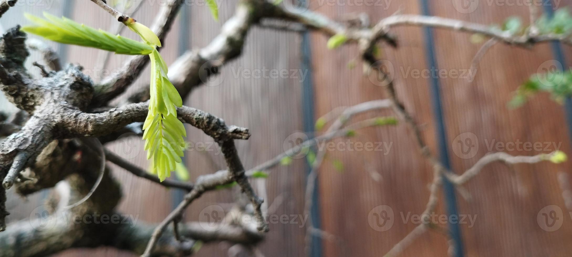 gledizia è un' genere di alberi nel il famiglia fabaceae foto