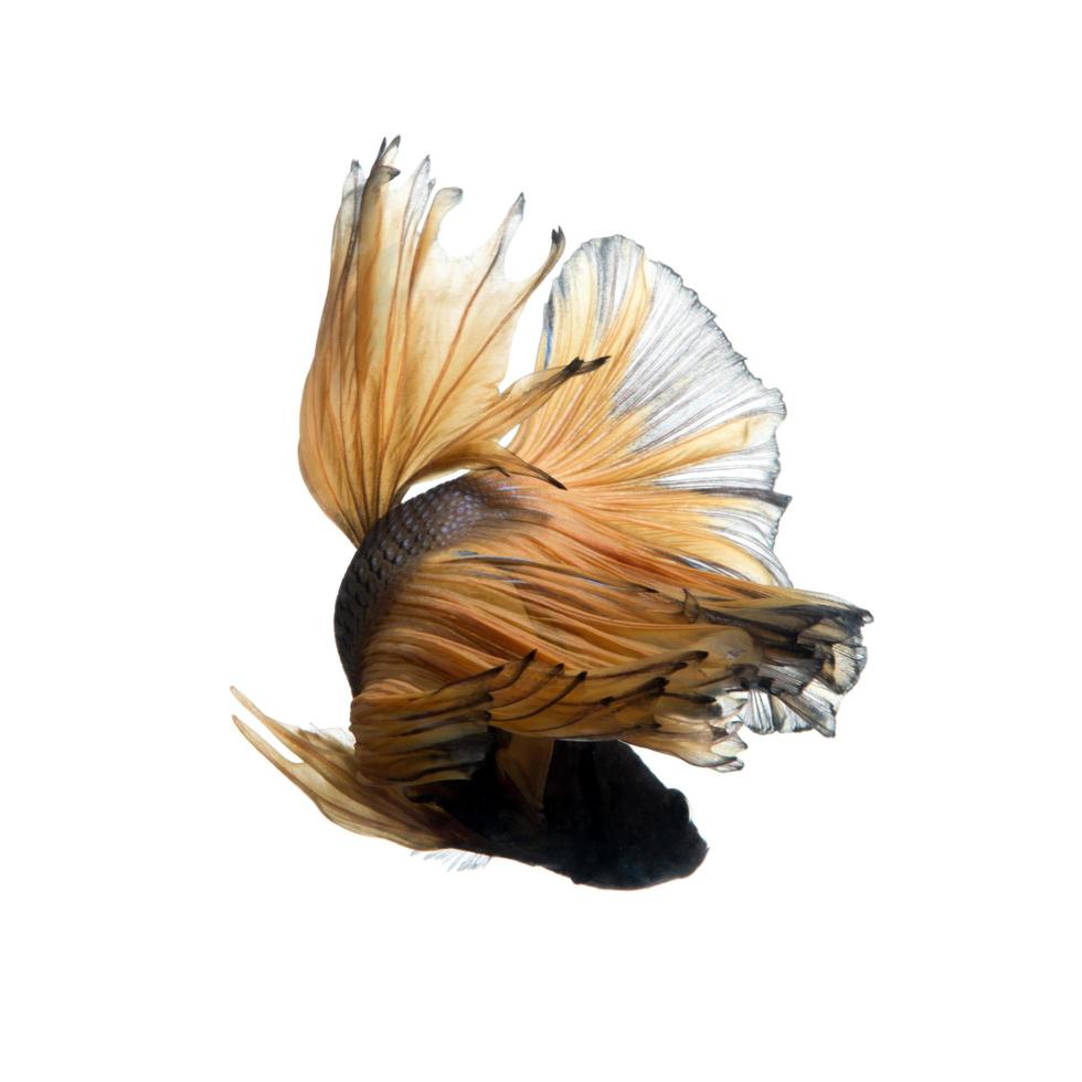 catturare il in movimento momento di giallo siamese combattente pesce isolato su bianca sfondo. betta pesce. foto
