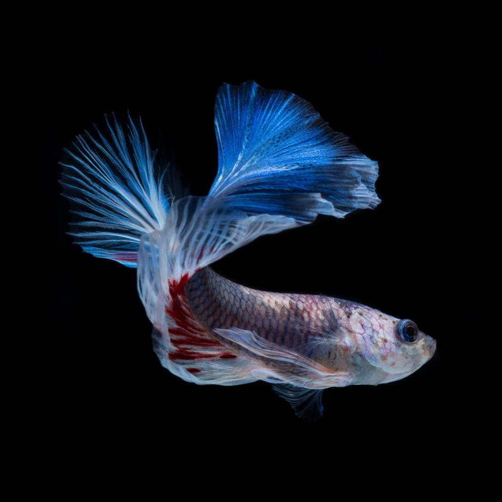 catturare il in movimento momento di Rosso & blu siamese combattente pesce isolato su nero sfondo. foto