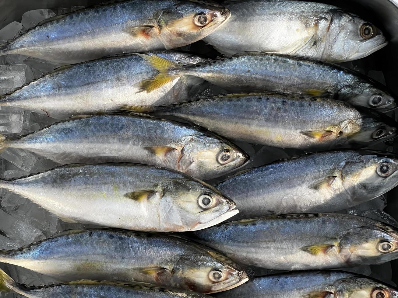 fresco tropicale frutti di mare nel il mercato. crudo appena catturato Pesci su ghiaccio per vendita a pesce mercato. foto