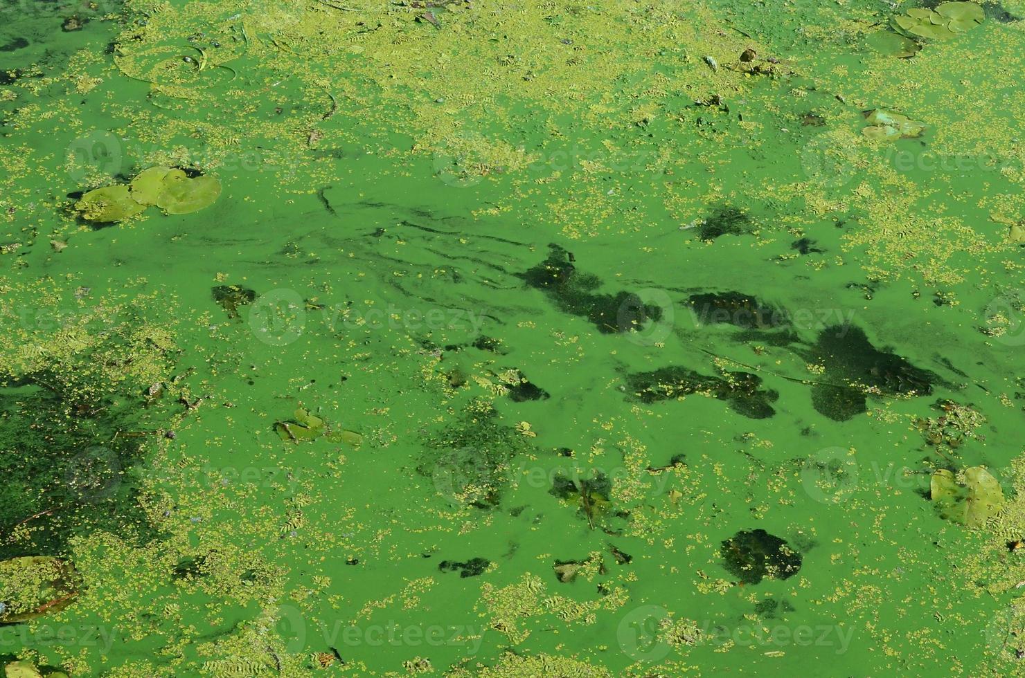 il superficie di un vecchio palude coperto con lemna e giglio le foglie foto