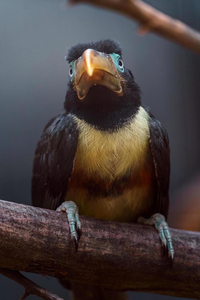 aracari dalle orecchie di castagno foto