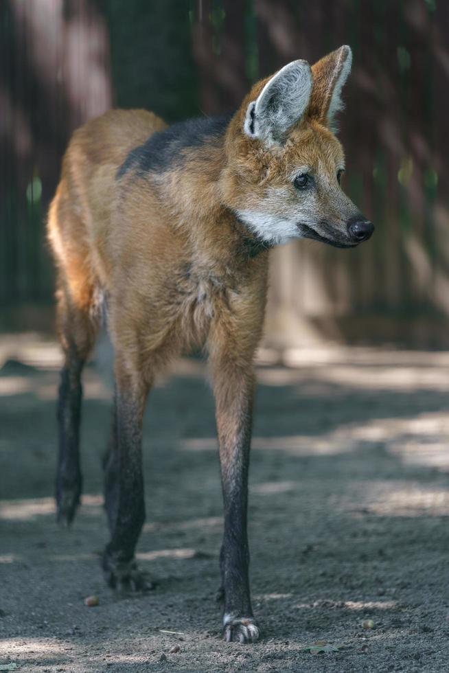 lupo dalla criniera nello zoo foto