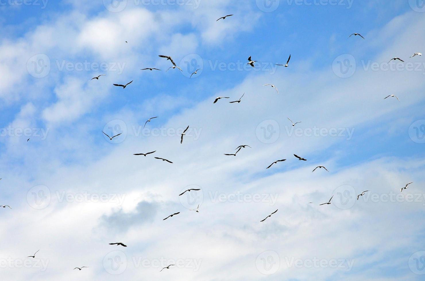 un' lotto di bianca gabbiani volare nel il nuvoloso blu cielo foto