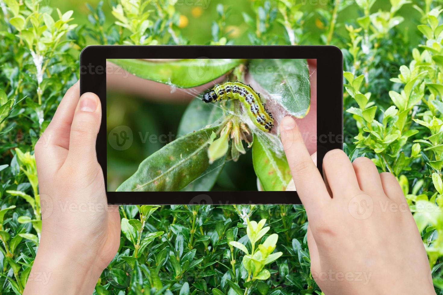 contadino fotografie larva di insetto peste su bosso