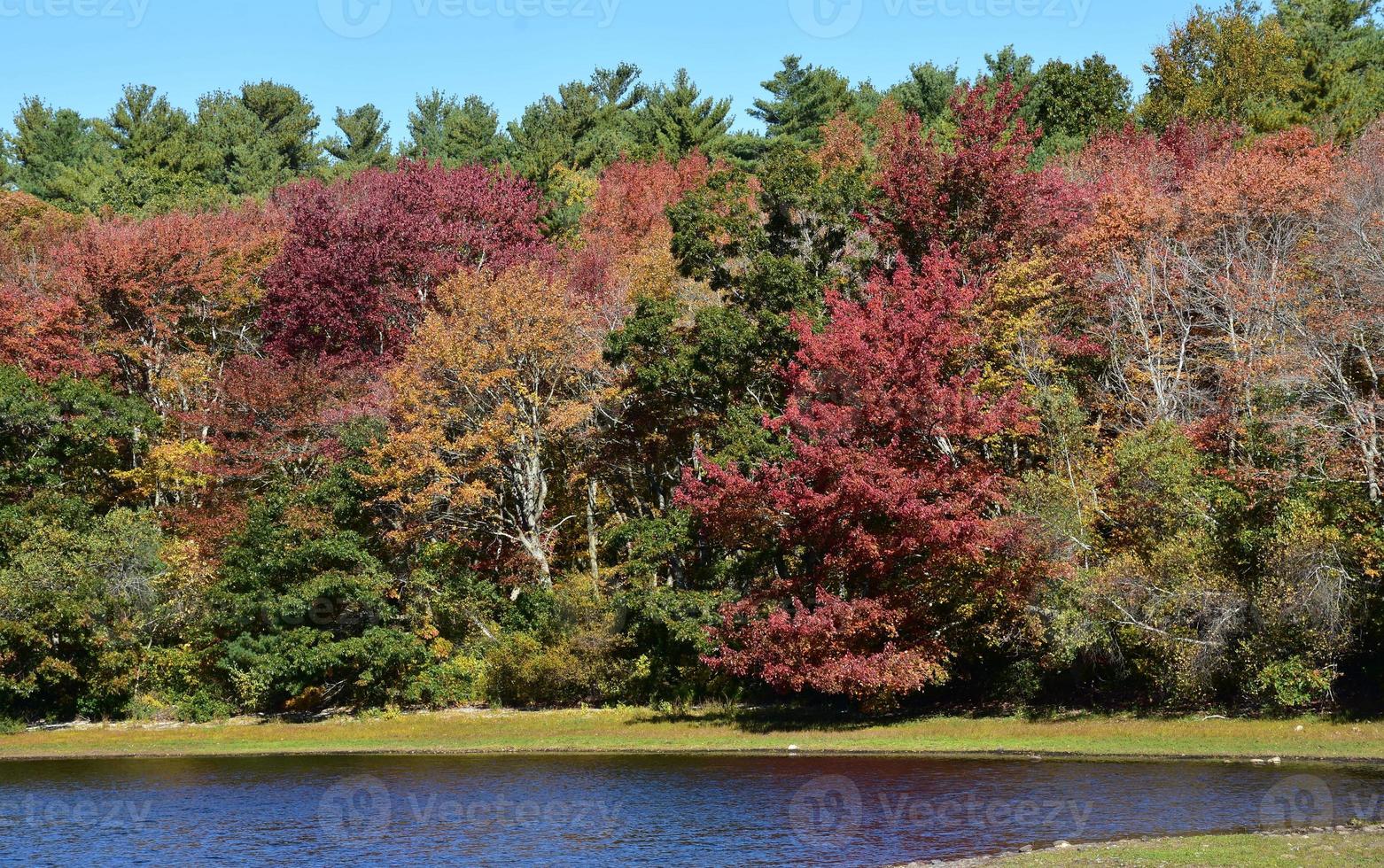 autunno fogliame con le foglie svolta in giro il lago foto