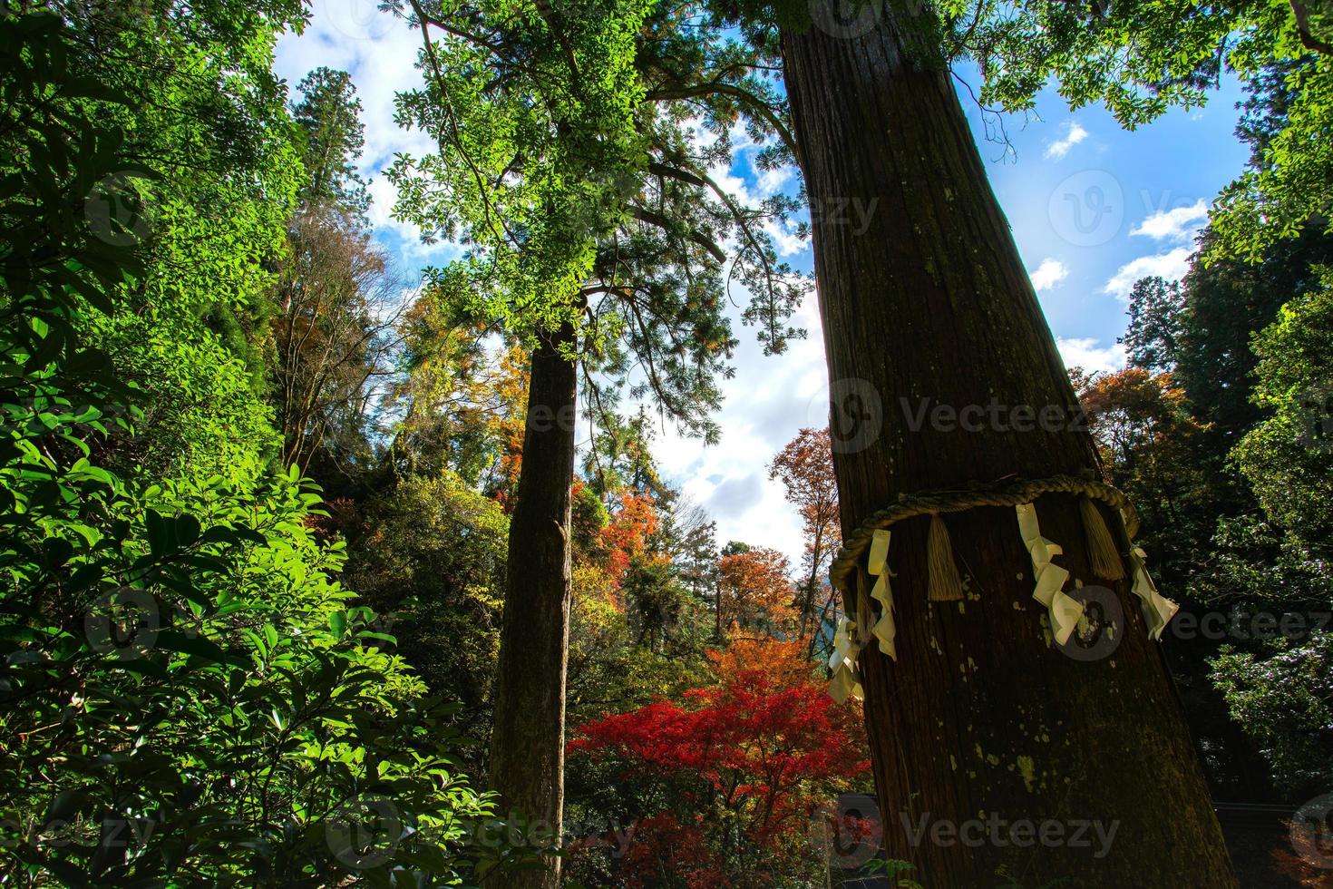 santo albero di yuki-jinja, un' famoso shinto santuario su il motivo di kurama tempio, un' tempio situato a il base di montare kurama nel il lontano nord di kyoto prefettura, kansai, Giappone foto