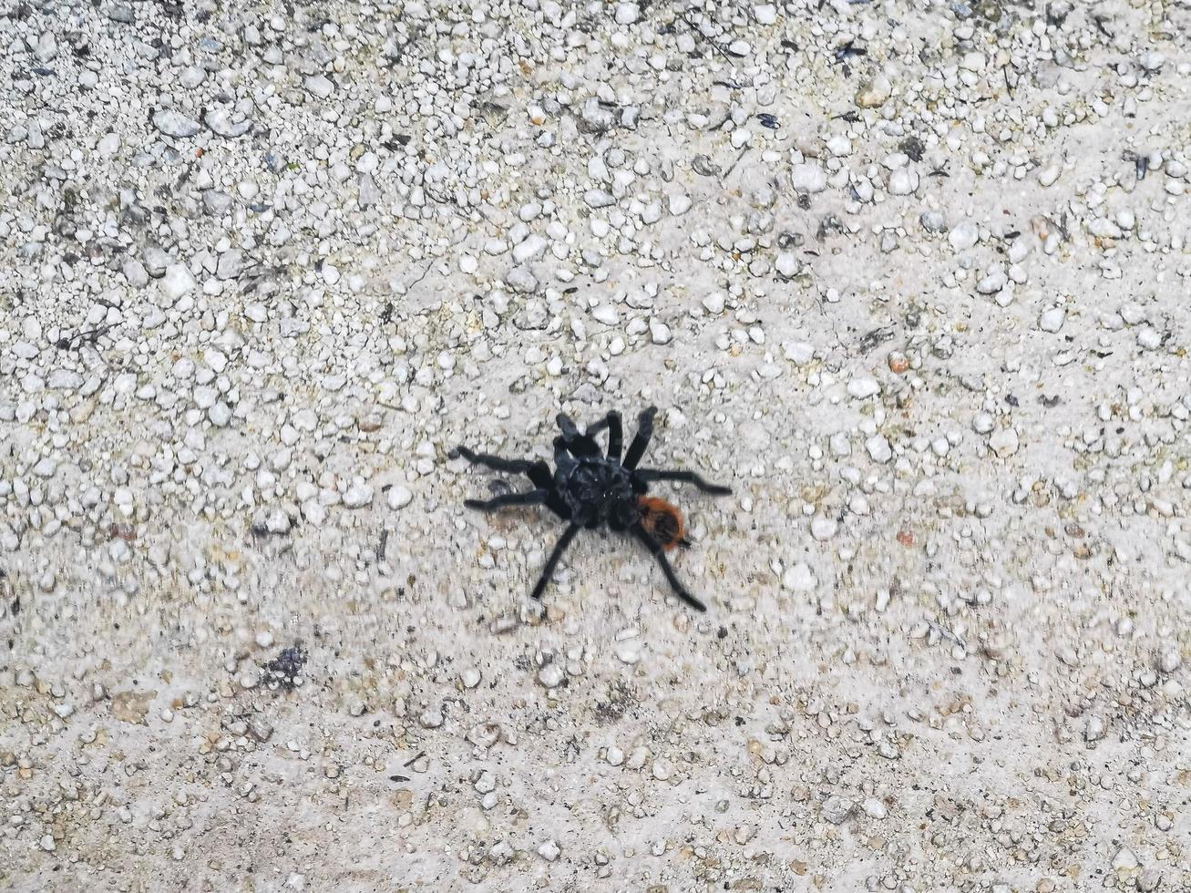 tarantola Marrone nero striscia su il terra Messico. foto