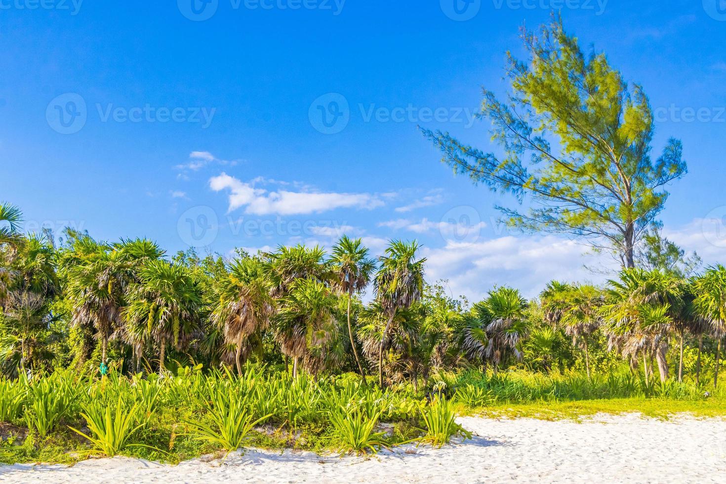 caraibico spiaggia abete palma alberi nel giungla foresta natura Messico. foto