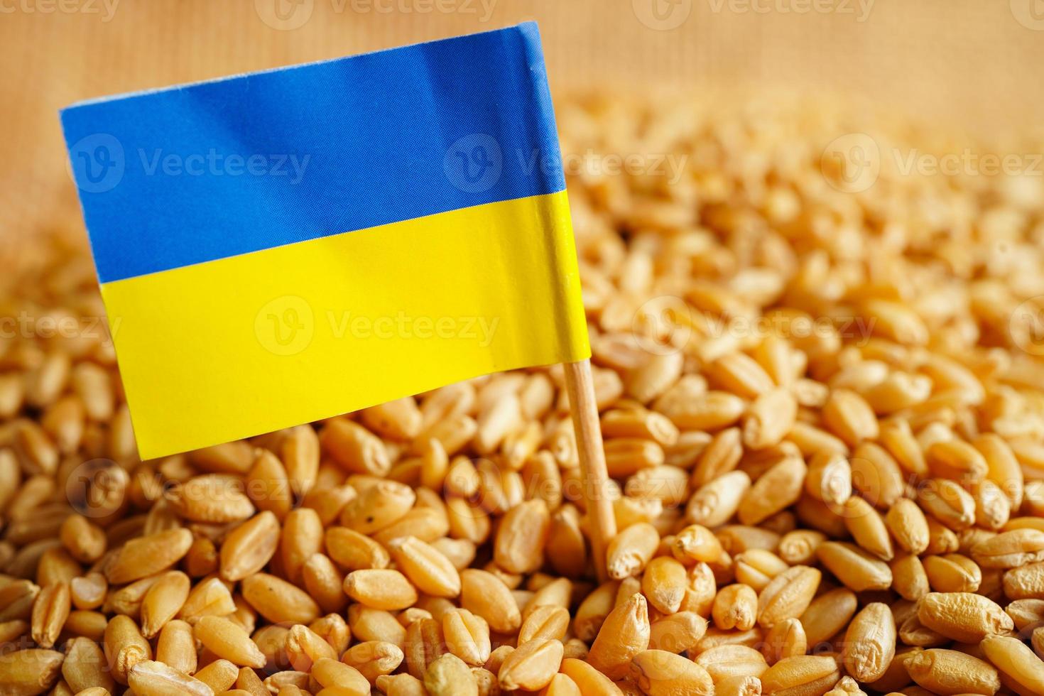 ucraina sul grano, sull'esportazione commerciale e sul concetto di economia. foto