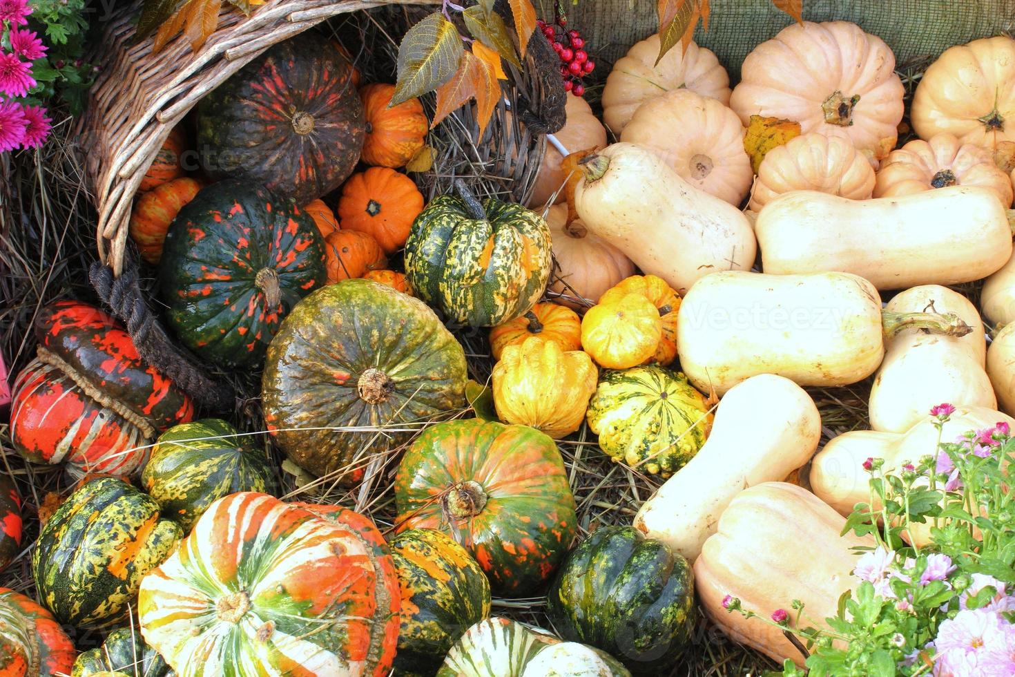 colorato biologico zucche e zucche su agricolo giusto. raccolta autunno tempo concetto. giardino autunno naturale pianta. ringraziamento Halloween arredamento. festivo azienda agricola rurale sfondo. vegetariano cibo. foto