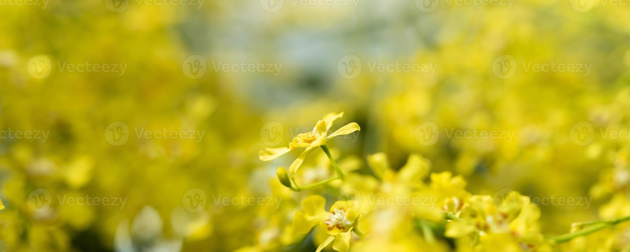 bellissimo giallo orchidea fiore fioritura nel giardino floreale sfondo foto