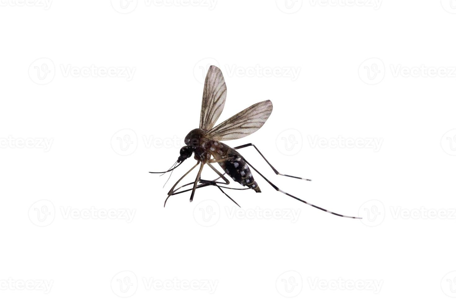 zanzare isolate su sfondo bianco foto