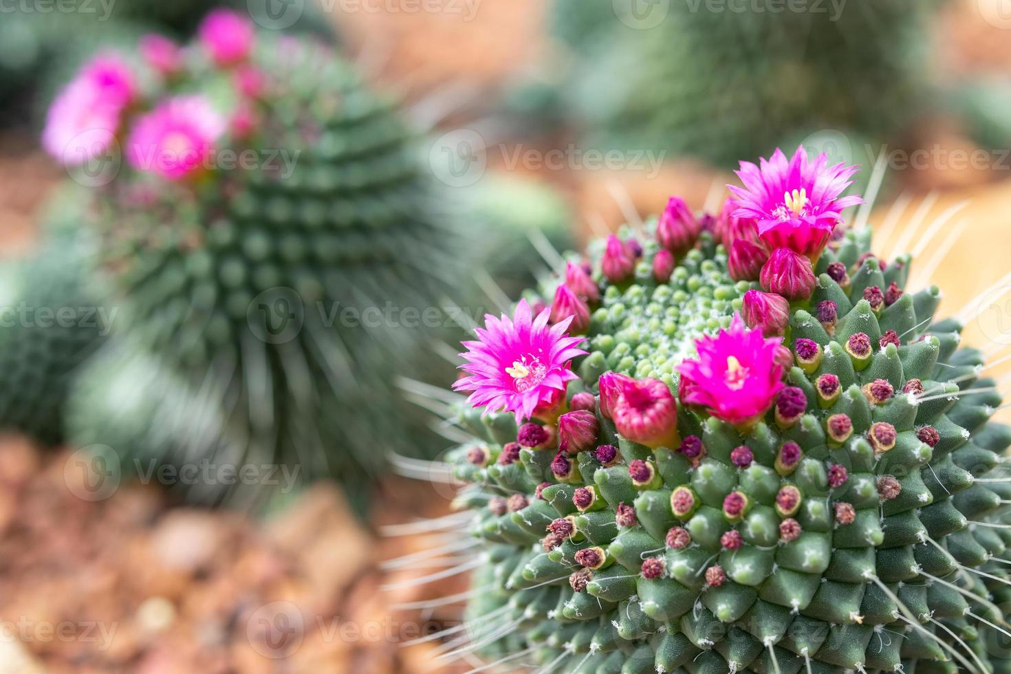 rosa cactus fiore vicino su nel il giardino foto
