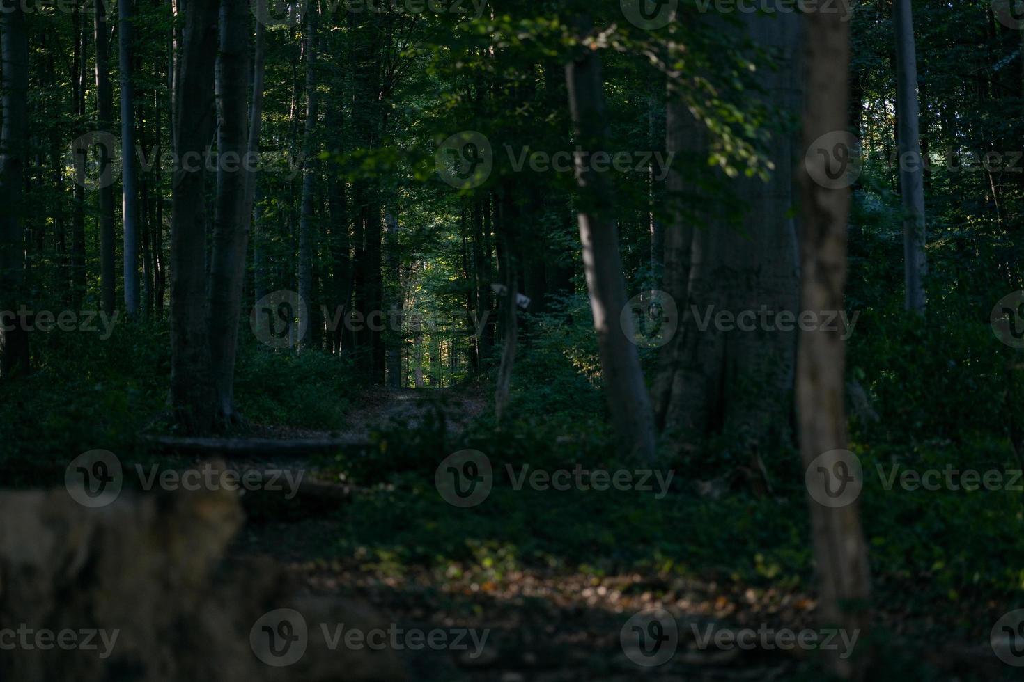 autunno camminare a sonian foresta, Belgio foto