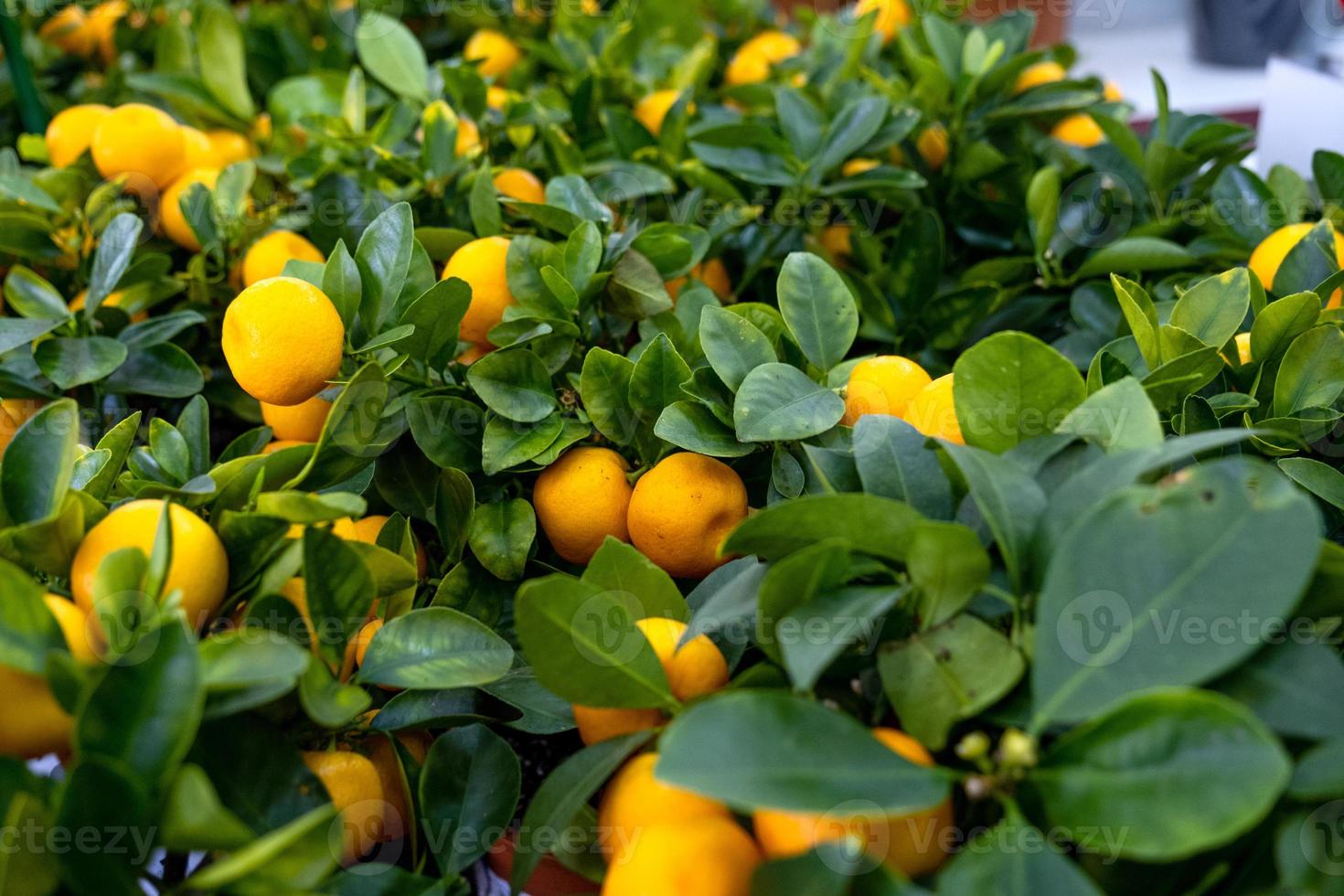 mandarino albero nel un' fiore pentola con frutta su il mensola di un' fiore negozio. interno pianta mandarino, acquistare come un' regalo, in crescita a casa foto