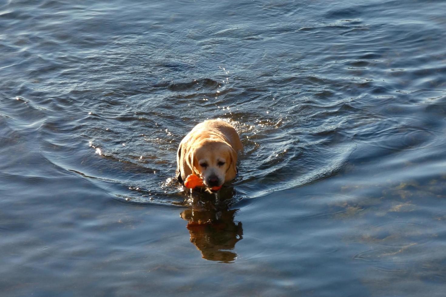 cane giocando e bagnarsi nel il mare nel il presto mattina ore. foto