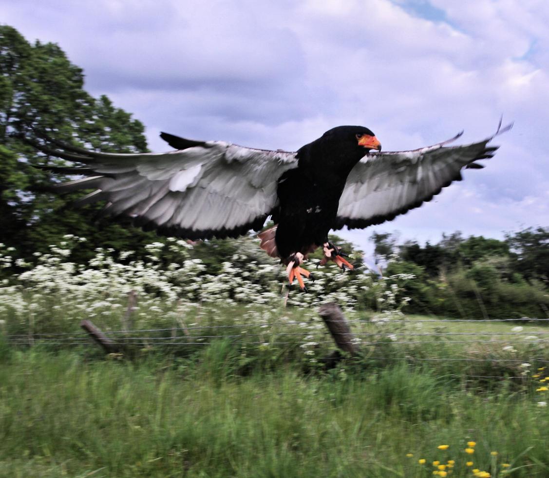 un' Visualizza di un' bateleur aquila foto