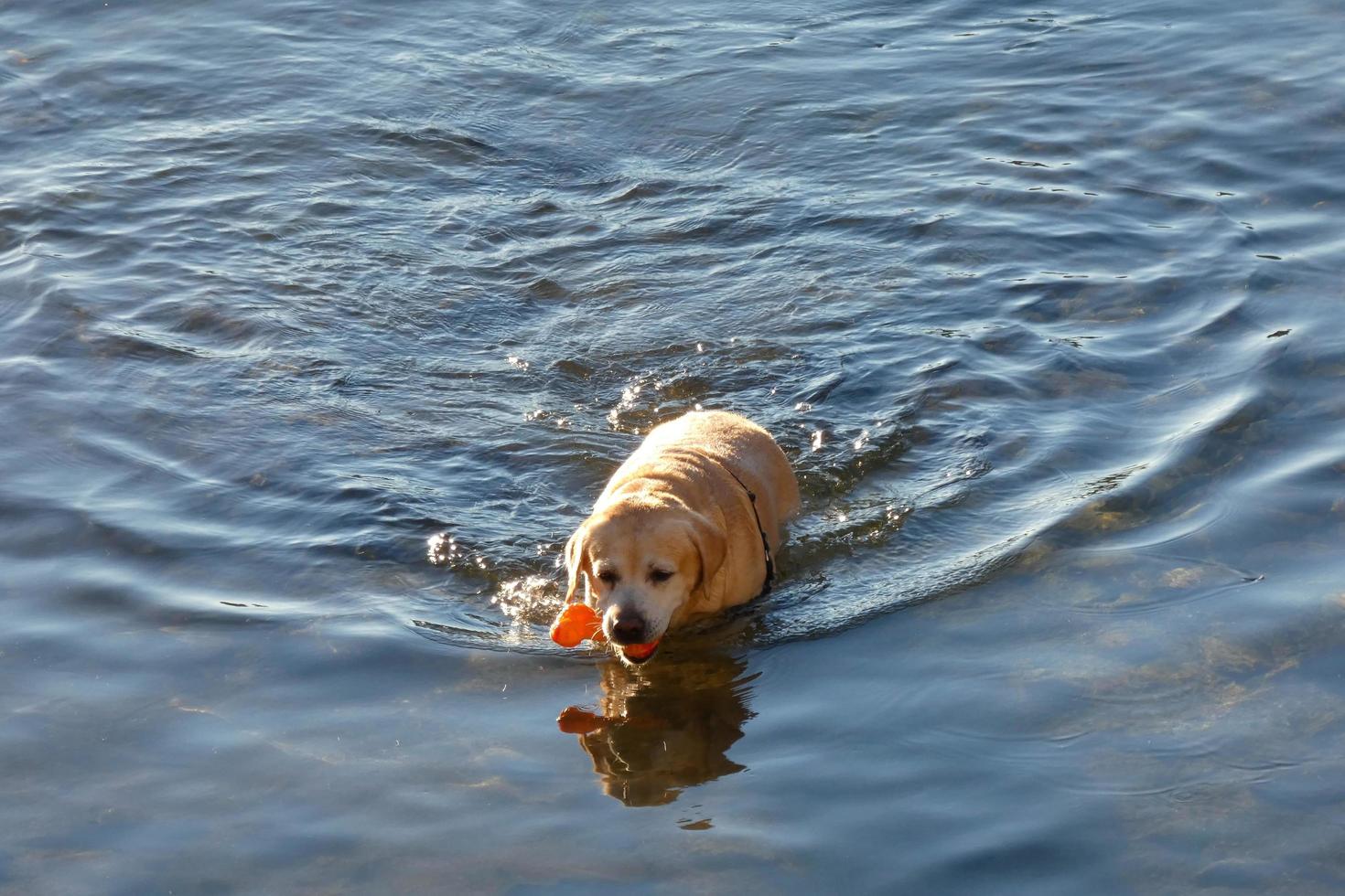 cane giocando e bagnarsi nel il mare nel il presto mattina ore. foto