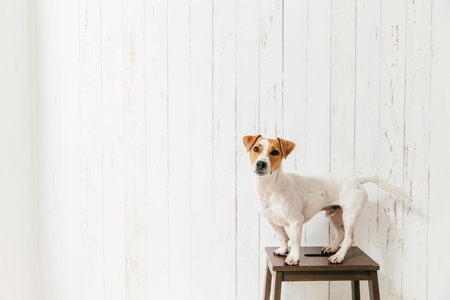 colpo isolato di simpatico cane jack russell terrier si trova su una sedia, guarda direttamente alla telecamera, si rilassa a casa. animale domestico marrone e bianco addestrato dall'ospite foto