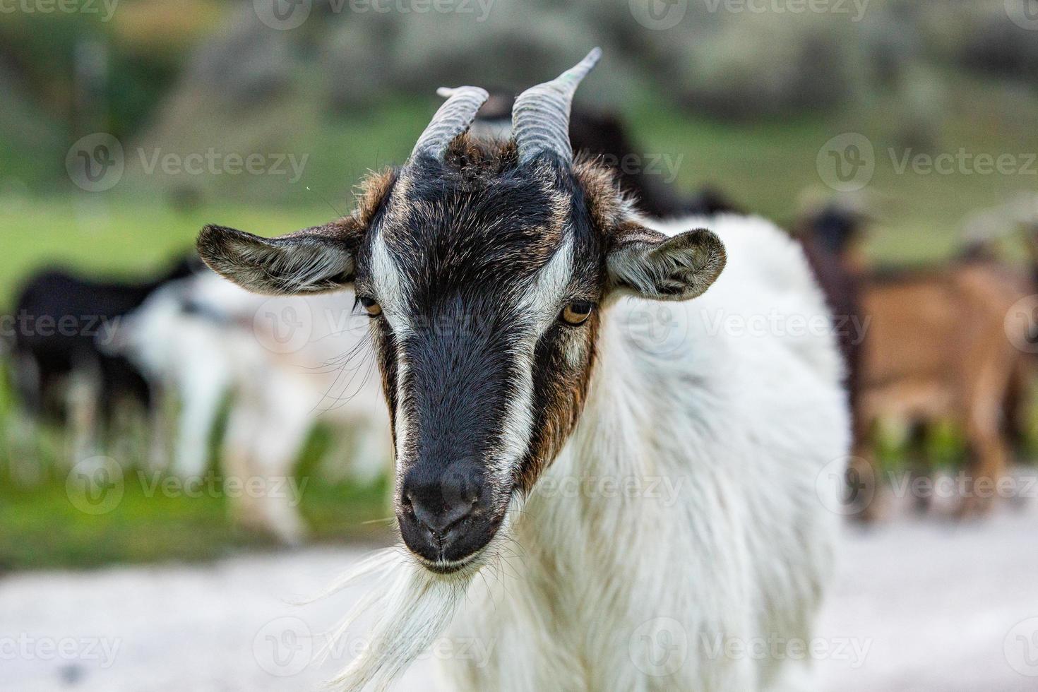 bellissimo e contento capra pascolo su il verde pianura. foto