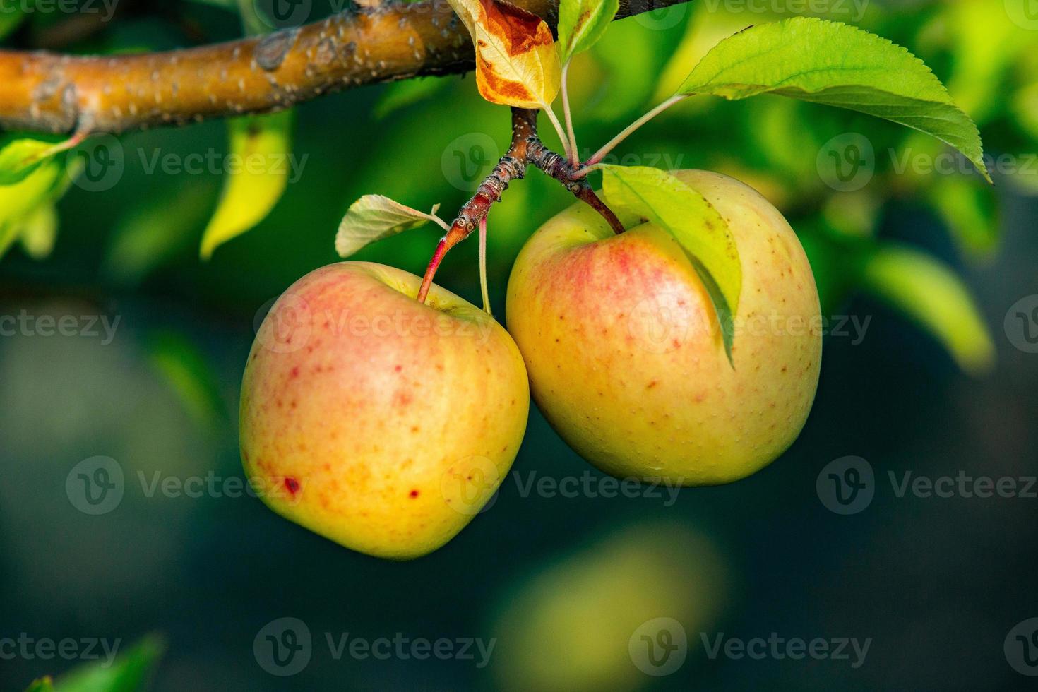 fresco mele a partire dal il frutteto. Mela raccogliere pronto per essere raccolto a partire dal il frutteto nel il repubblica di moldova. foto