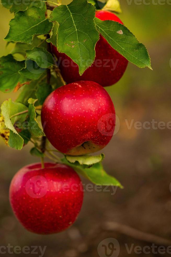 fresco mele a partire dal il frutteto. Mela raccogliere pronto per essere raccolto a partire dal il frutteto nel il repubblica di moldova. foto