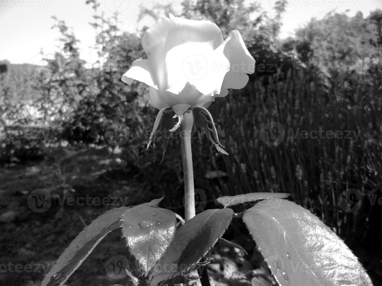 mazzo fiori selvatici spinoso rosa fioritura nel giardino foto