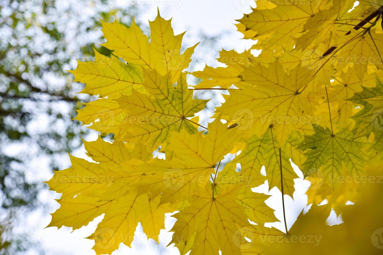 giallo verde bellissimo e grande acero le foglie su un' bianca cielo sfondo. bellissimo sfondo di le foglie e cielo durante il giorno. foto