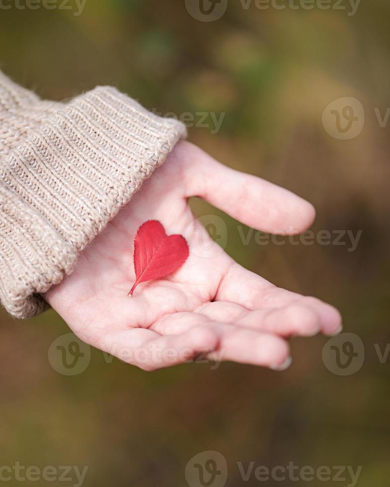 mano Tenere un' cuore sagomato foglia foto