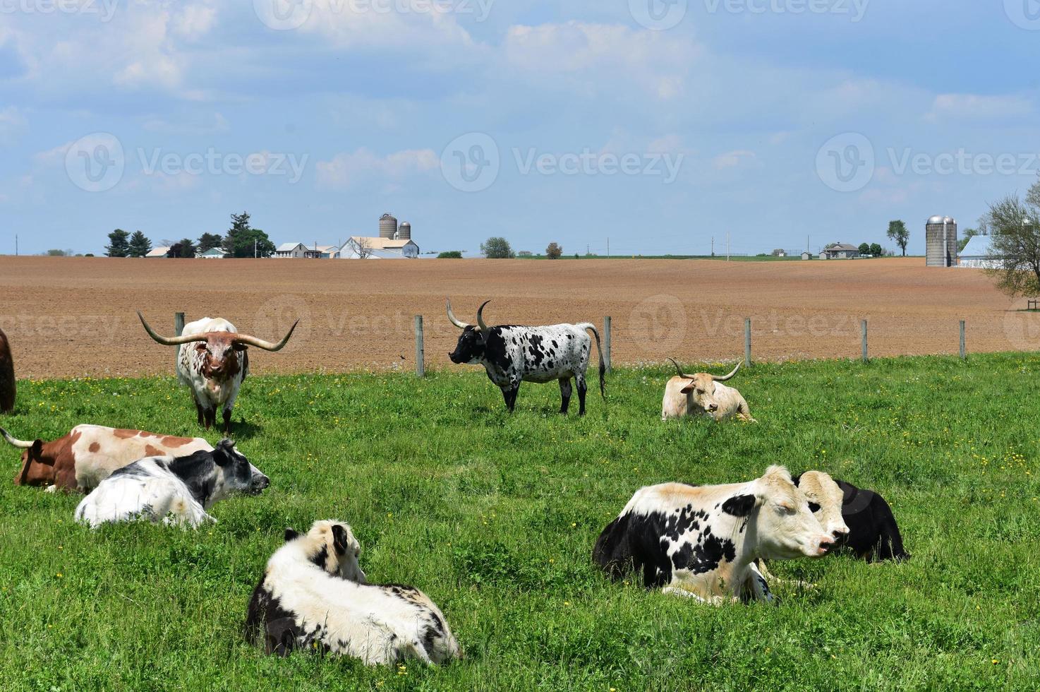 azienda agricola bestiame e bestiame nel un' campo nel Pennsylvania foto