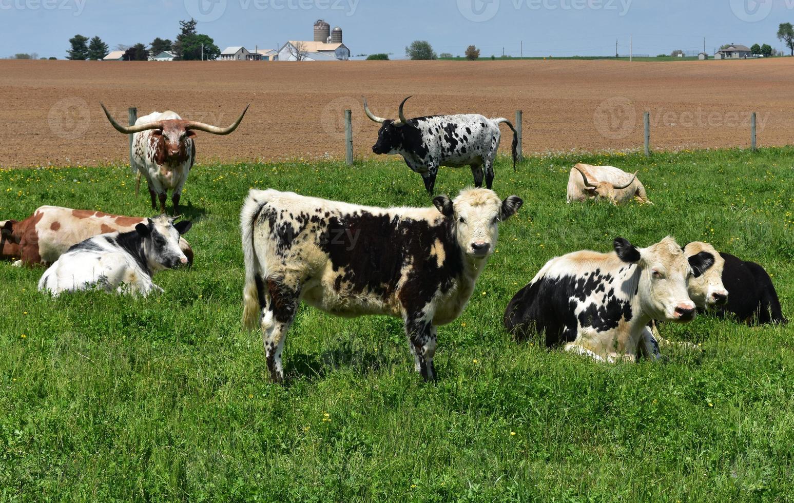 gruppo di macchiato mucche e bestiame nel un' campo. foto