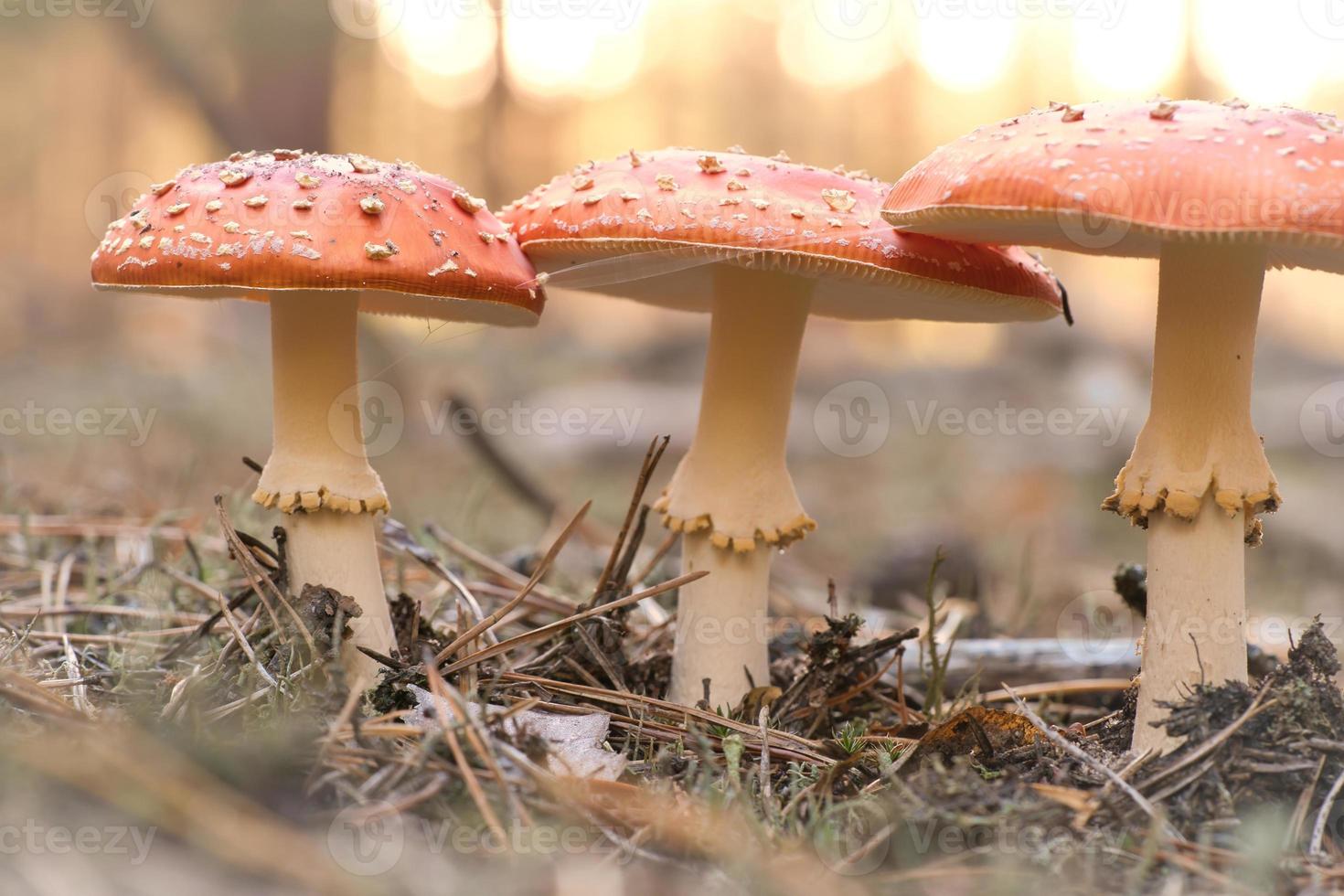 fungo velenoso a il parte inferiore di un' conifero foresta nel il boschi. velenoso fungo foto