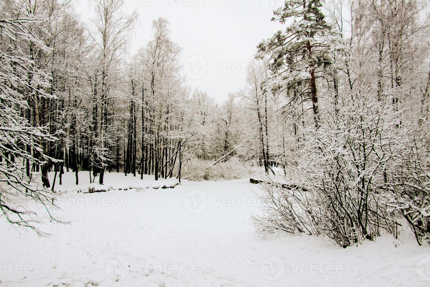 inverno paesaggio nel colorato luce del sole. drammatico inverno scena. il mondo di bellezza nazionale parco. retrò stile filtro. contento nuovo anno. neve foresta foto
