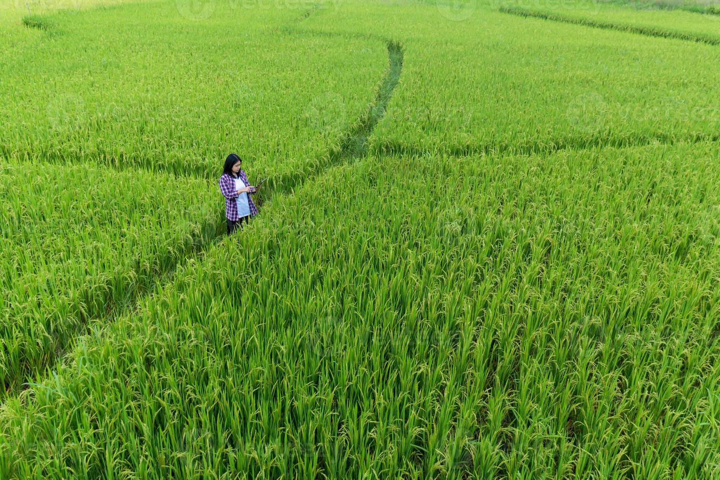 inteligente agricoltura con Internet di le cose, IoT concetto. agricoltura e moderno tecnologia siamo Usato per gestire raccolti. analisi di intuizioni come come tempo atmosferico, suolo condizioni e ambientale. Ritaglia riso campo foto